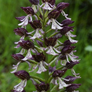 Orchis purpurea subsp. caucasica